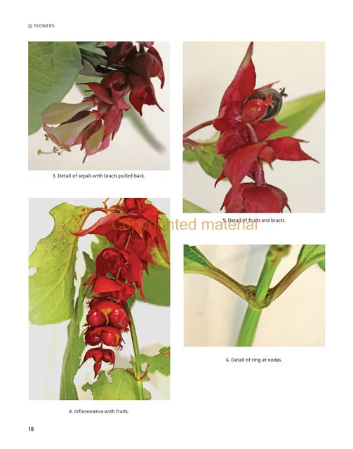 Botany for Artists