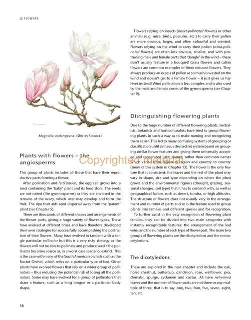 Botany for Artists
