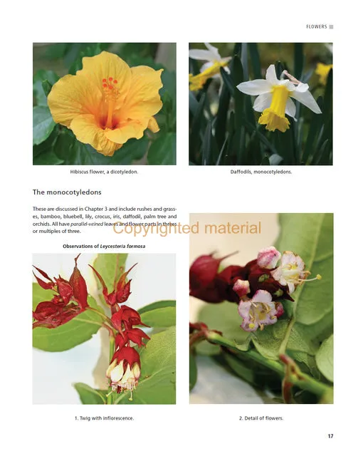 Botany for Artists